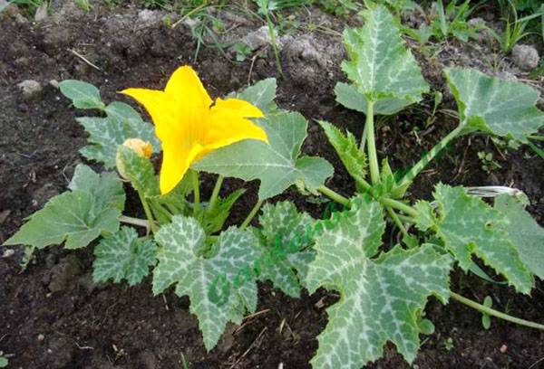 Blommande zucchini