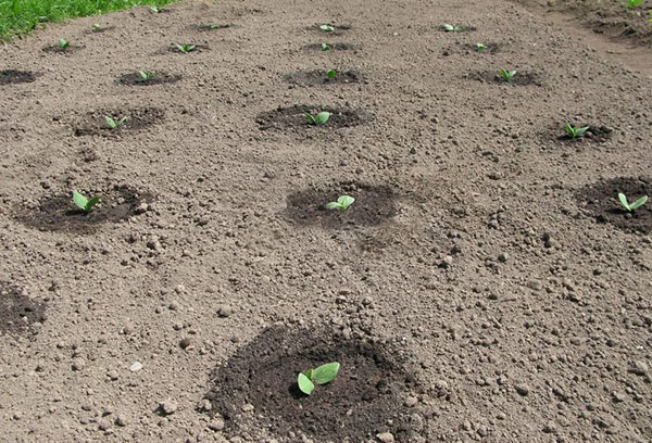 Zucchini plantor i det öppna fältet