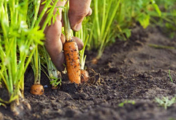 Récolter les jeunes carottes