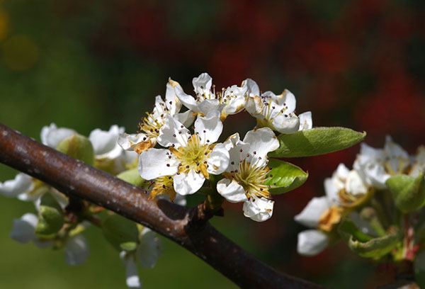 Poire en fleurs