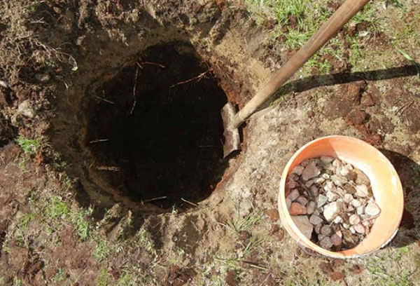 Préparer une fosse pour planter des poires