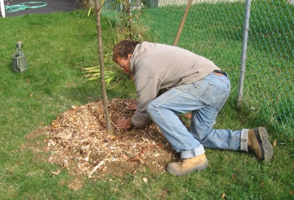 Planter un semis de poire