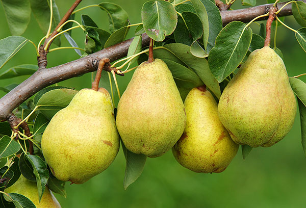 Fruit de poire sur une branche