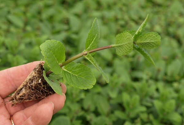 Semis de menthe