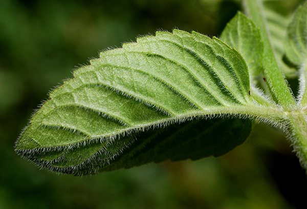 Feuille de menthe