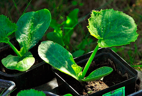 Cultiver des plants de moelle