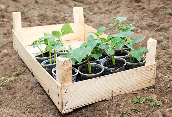 Plantor för zucchini