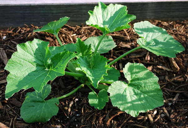 Zucchini i ett växthus