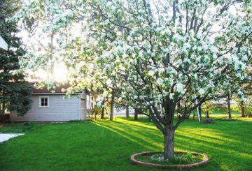 Arbre en fleurs sur le site