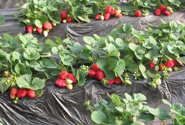 Fraises sur agrofibre