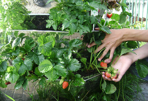 Cueillette des fraises dans des lits verticaux