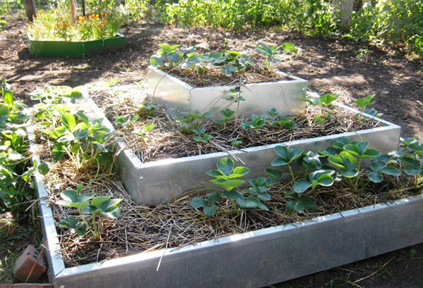 Fraises dans une pyramide