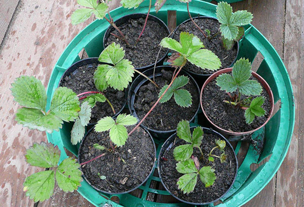 Plants de fraises