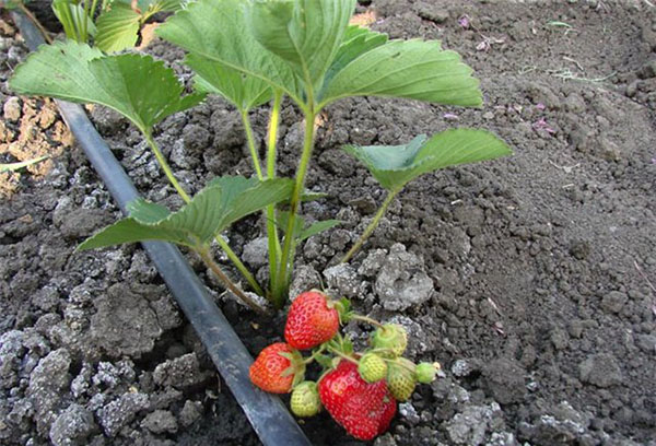 Fraises dans la serre