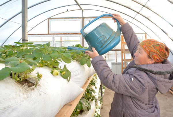 Cultiver des fraises dans des sacs dans une serre