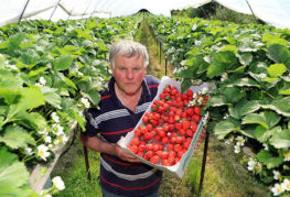 Récolte de fraises en serre