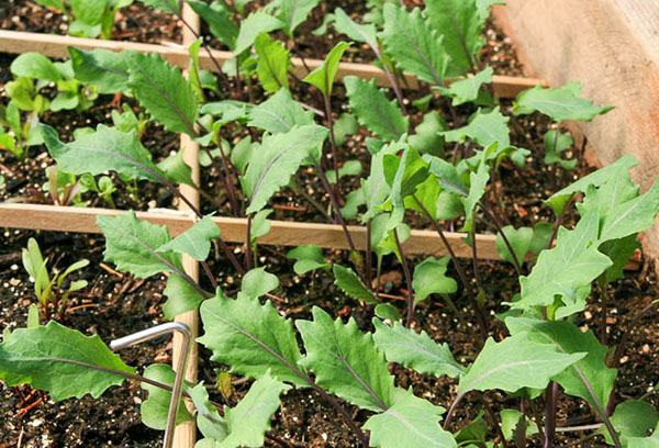 Kohlrabi plantor