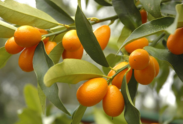 Kumquat med frukter