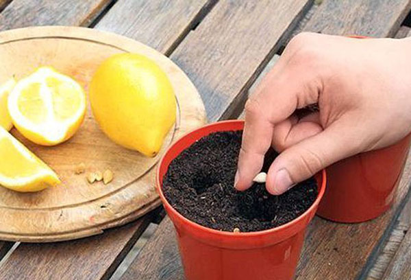 Planter des graines de citron