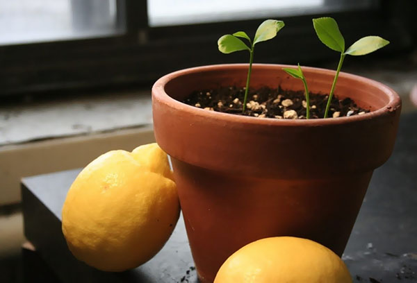 Pousses de citron