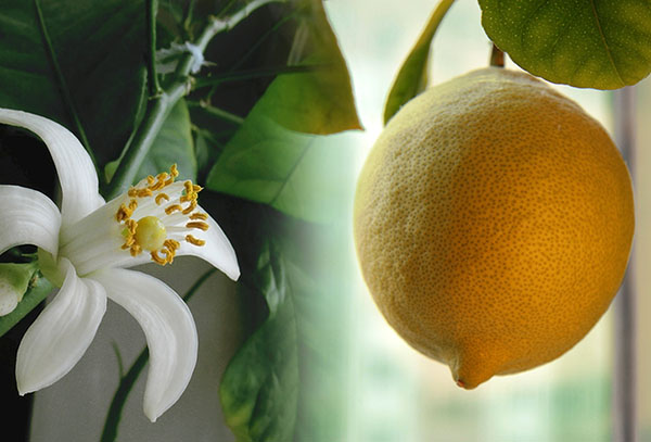 Fleur de citron et fruits