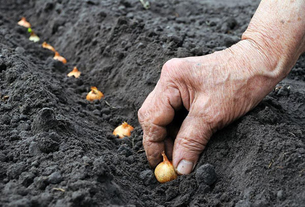 Planter des oignons