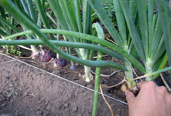 Oignon du jardin