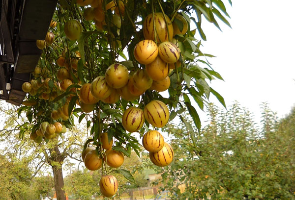 Fruit de pépino sur une branche