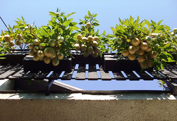 Cultiver du pépino sur le balcon