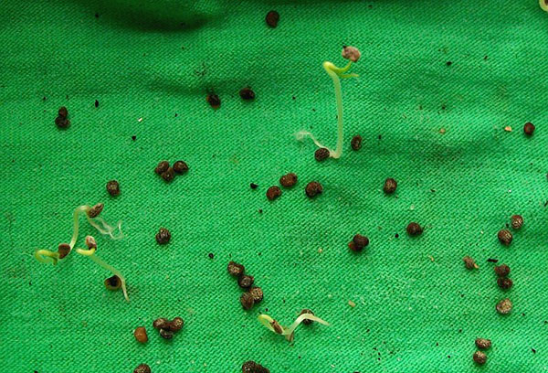 Germination des graines de pépino