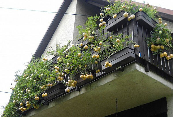 Pepino sur le balcon