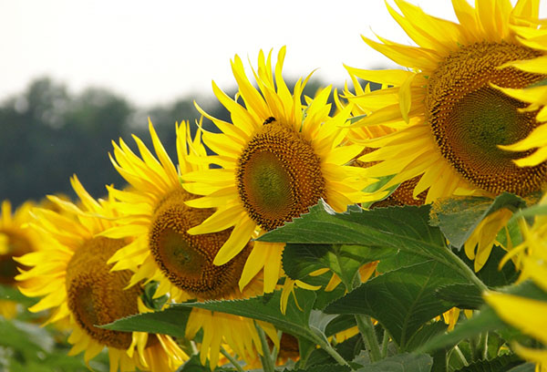 Tournesols