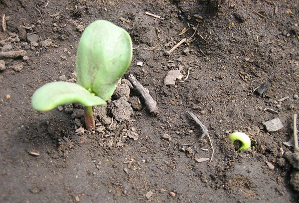 Semis de tournesol