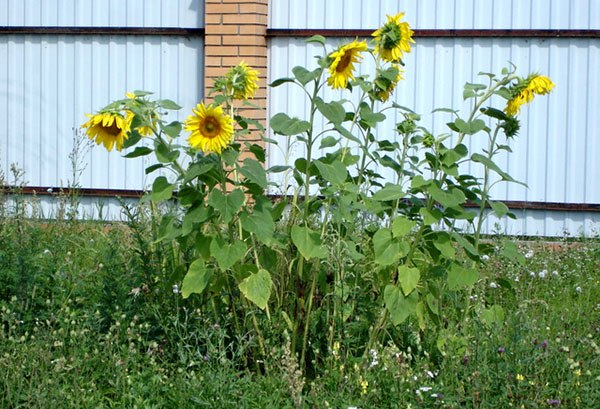 Tournesols dans le pays