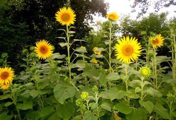 Tournesols en fleurs