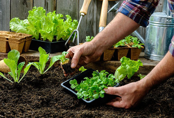 Planter des plants de laitue dans le jardin