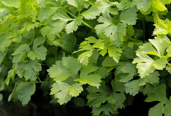 Céleri à feuilles