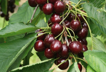 Fruits de cerise de sable sur une branche