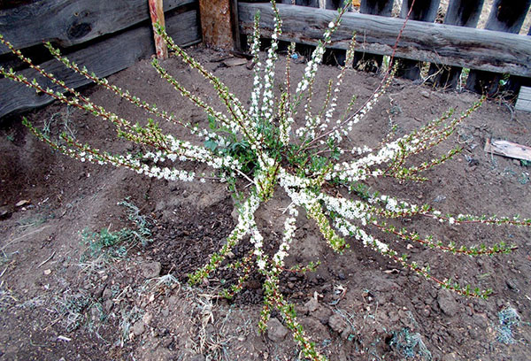 Jeune arbre cerisier de Bessey