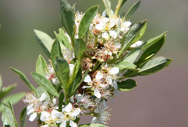 Fleurs de cerisier de Besseys