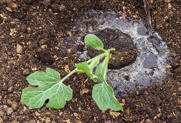 Planter des plants de pastèque en pleine terre