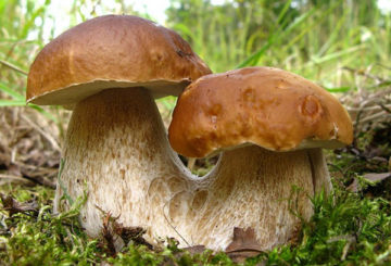 Champignons blancs