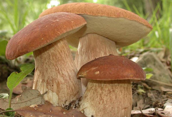 Champignons Boletus