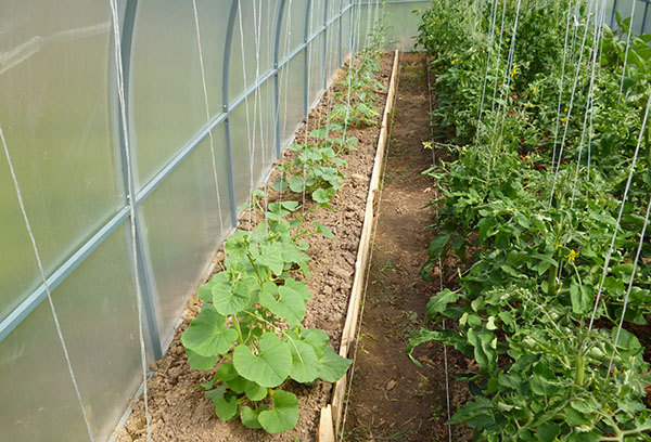 Melons et tomates dans la serre