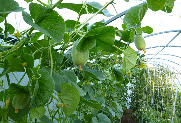 Ovaire de melon dans la serre