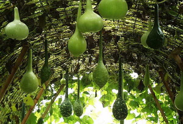 Lagenaria sur une arche en maille