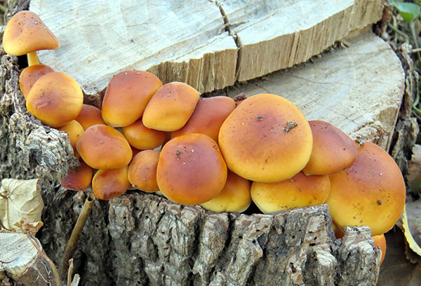 Champignons au miel sur la souche