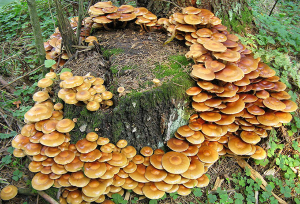 Souche aux agarics au miel