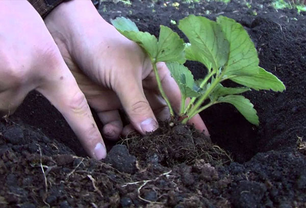 Planter des fraises dans le jardin