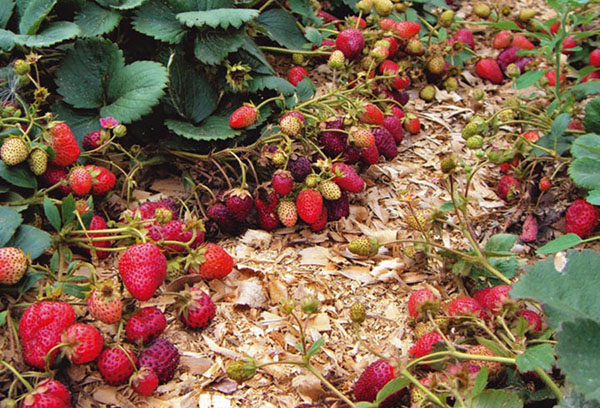 Récolte de fraises remontantes